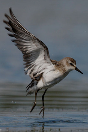 Sandpiper