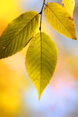 Contemplating Autumn